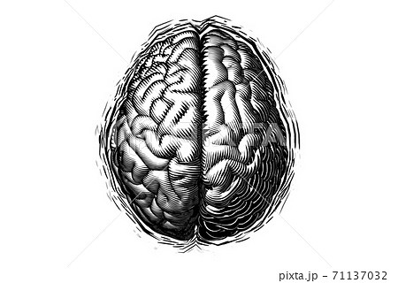 Monochrome engraving woodcut brain isolated on white BG 71137032