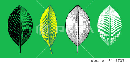 Vintage drawing leaves in various color style illustration 71137034