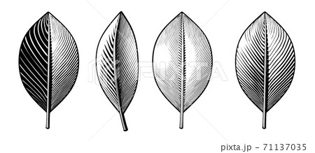 Vintage engraving leaves in various style illustration 71137035