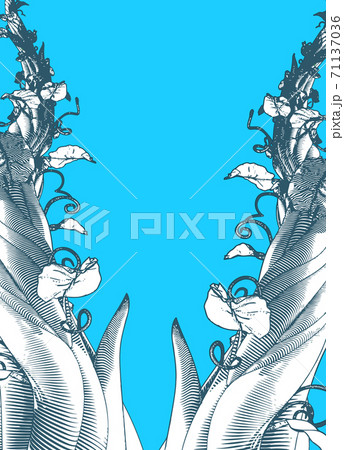 Beanstalk vintage drawing with blue blank space BG 71137036