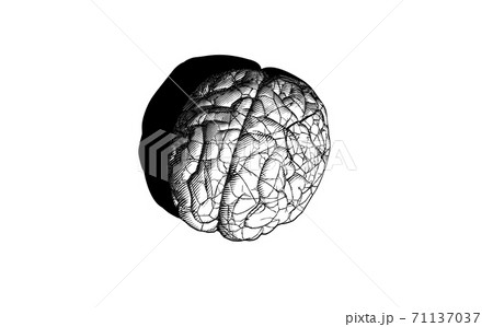 Vintage engraving brain cracking illustration isolated on white BG 71137037