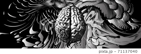 Engraving brain illustration with left and right cerebral hemispheres concept 71137040