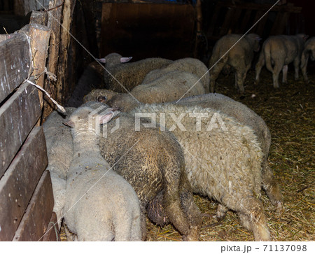 Sheep in a barn 71137098