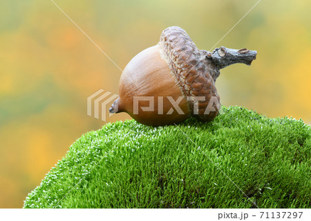 Acorn of an oak tree on a moss stone Acorn of an oak tree on a moss stone 71137297