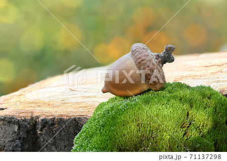 Acorn of an oak tree on a moss stone 71137298
