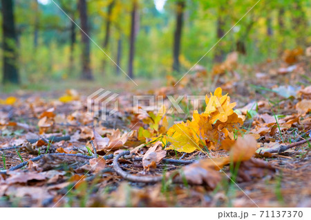 Fall leaves ground forest autumn Fall leaves ground forest autumn 71137370
