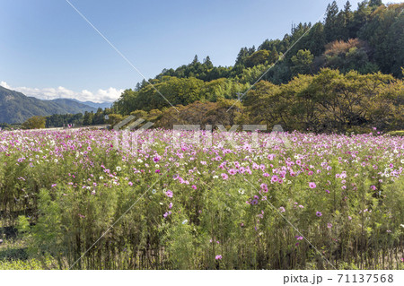秋桜 (10月 晴れ) 秋桜 (10月 晴れ) 71137568