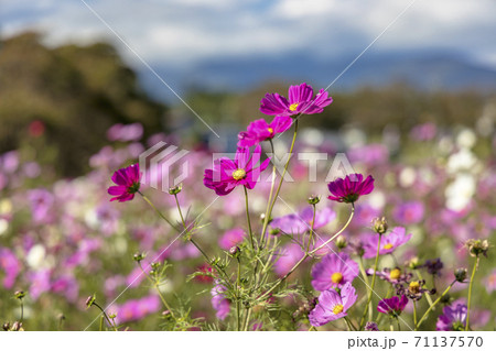 秋桜 (10月 晴れ) 秋桜 (10月 晴れ) 71137570