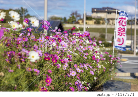 秋桜 (10月　晴れ) 71137571