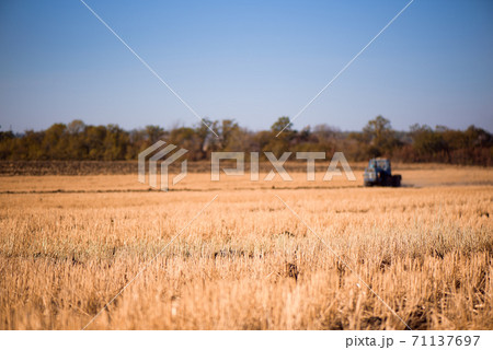 the tractor plows the field in autumn 71137697
