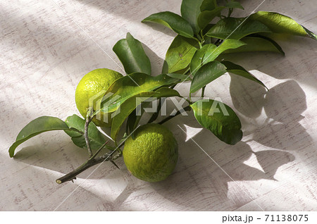 白いテーブルの上の枝付きの柚子の果実 レースのカーテン越しの光 白いテーブルの上の枝付きの柚子の果実 レースのカーテン越しの光 71138075
