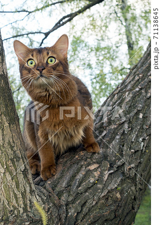 fluffy red cat (breed Somali) in the park, sitting in a fork in a tree 71138645