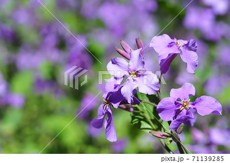 ムラサキハナナの花の写真素材