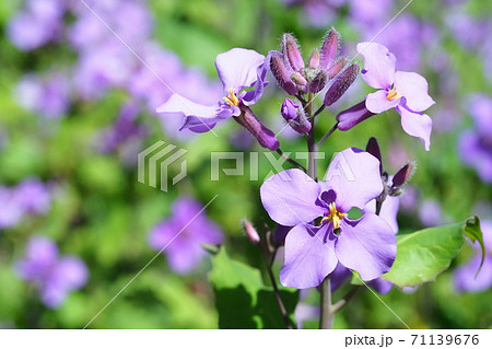 ムラサキハナナの花の写真素材