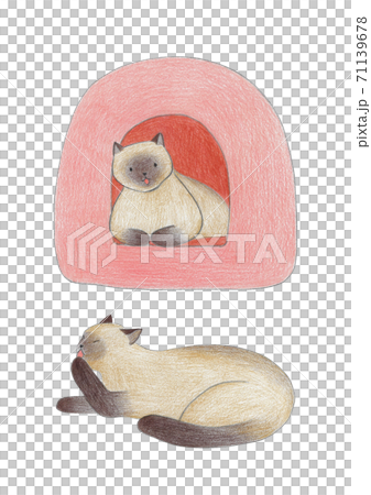 暹羅貓彩色鉛筆素描 71139678