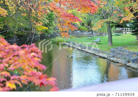札幌中島公園鴨々川紅葉 札幌中島公園鴨々川紅葉 71139939