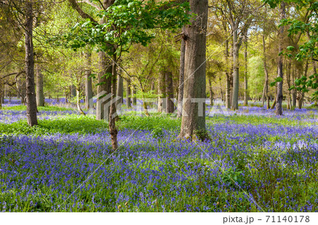 Bluebell Wood or Forest Bluebell Wood or Forest 71140178