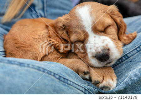 Cute Brown Spaniel Puppy Dog Sleeping On Denim Jeans Lap Cute Brown Spaniel Puppy Dog Sleeping On Denim Jeans Lap 71140179