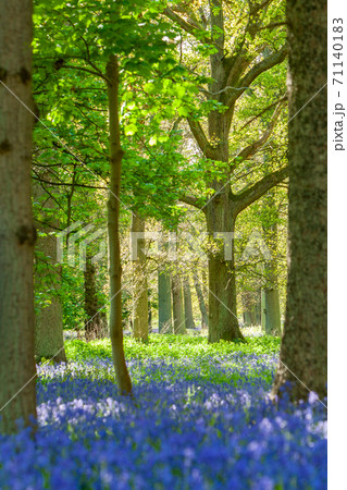 Bluebell Wood or Forest 71140183