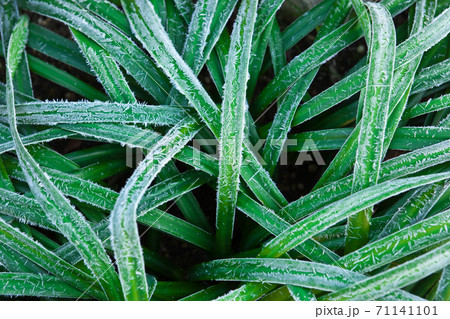 早朝に写した雑草の霜 早朝に写した雑草の霜 71141101