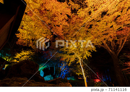 紅葉のライトアップ 仙台市太白区の写真素材