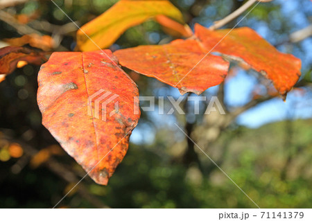 樹木:ヌマミズキ ヌマミズキ科 樹木:ヌマミズキ ヌマミズキ科 71141379