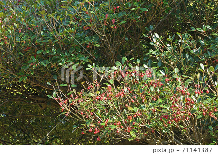 樹木：モッコク　ツバキ科 71141387