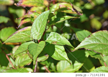 樹木：キブシ　キブシ科 71141391
