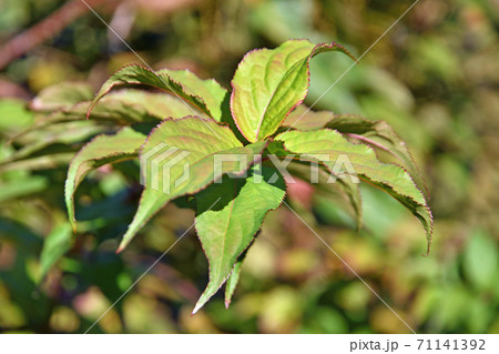 樹木：キブシ　キブシ科 71141392