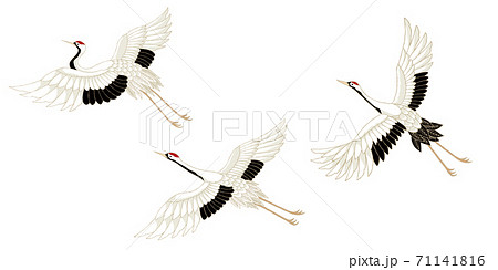 鶴 飛翔 単体 鶴 飛翔 単体 71141816