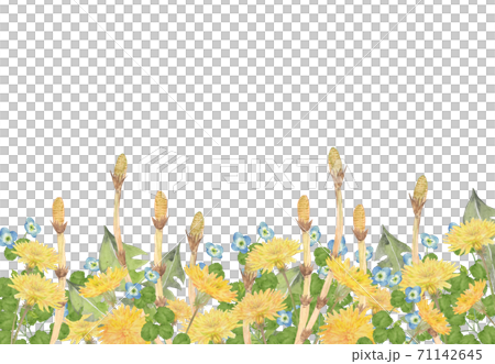 Tsukushi和春天的花朵水彩插圖 Tsukushi和春天的花朵水彩插圖 71142645