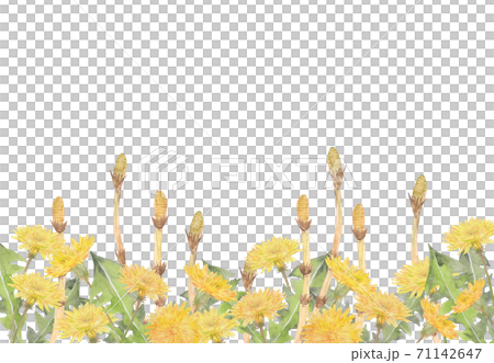 筑紫和蒲公英水彩插圖 71142647