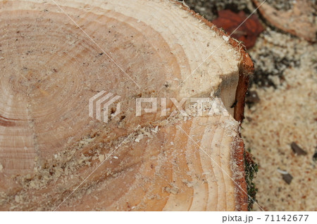 ぐんまフラワーパーク ぐんまフラワーパーク 71142677