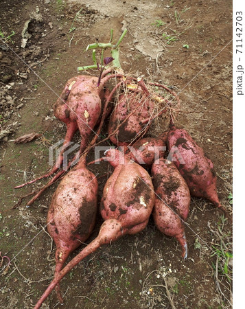 秋の味覚、芋掘り、安納芋 秋の味覚、芋掘り、安納芋 71142703