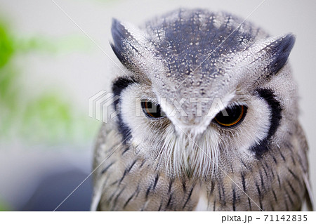 A close up of an owl with The eyes 71142835