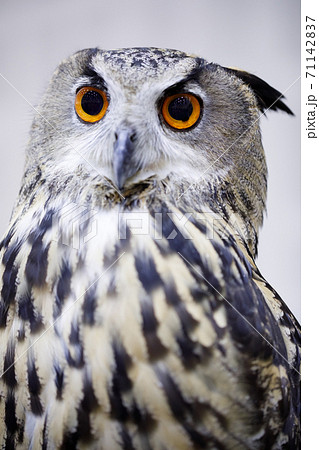 A close up of an owl with The eyes 71142837