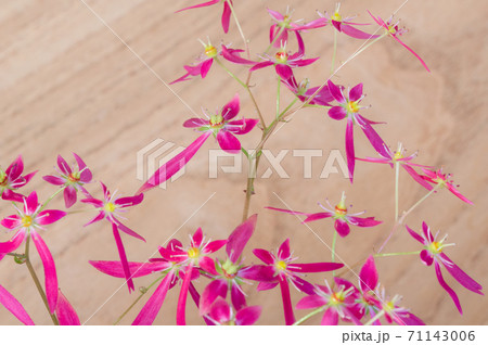 可憐な山野草　大文字草 71143006