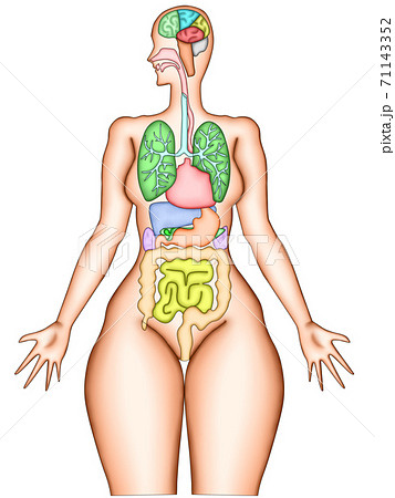 臓器 脳内 構造イラスト 臓器 脳内 構造イラスト 71143352
