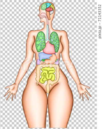 臓器 脳内 構造イラスト 臓器 脳内 構造イラスト 71143352
