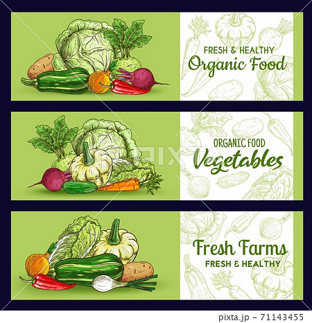 Farm vegetables sketch banners, vector veggies 71143455