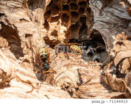 The European hornet, lat. Vespa crabro, is the largest eusocial wasp native to Europe 71144413