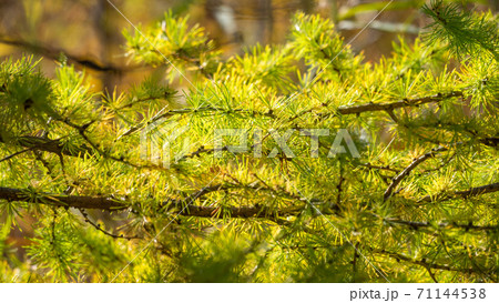 Larch branches in autumn on green and yellow leaves background Larch branches in autumn on green and yellow leaves background 71144538