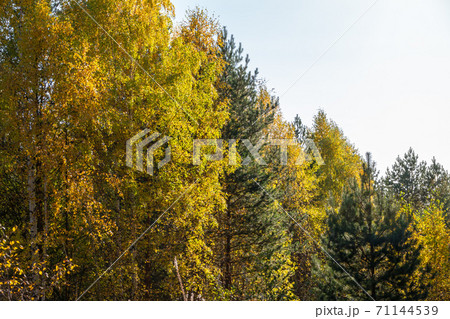 Trees with orange, green and yellow leaves in the autumn forest. Trees with orange, green and yellow leaves in the autumn forest. 71144539