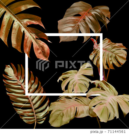 Dry monstera leaves pattern for nature concept,tropical leaf on black background 71144561