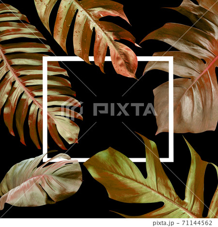 Dry monstera leaves pattern for nature concept,tropical leaf on black background 71144562