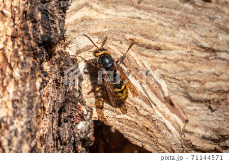 The European hornet, lat. Vespa crabro, is the largest eusocial wasp native to Europe The European hornet, lat. Vespa crabro, is the largest eusocial wasp native to Europe 71144571