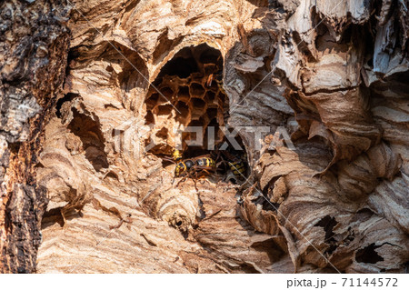 The European hornet, lat. Vespa crabro, is the largest eusocial wasp native to Europe 71144572