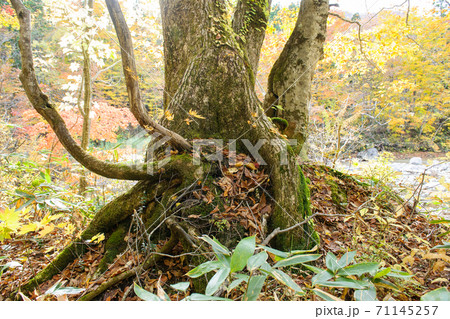 石抱きミズナラとブナ 赤滝 秋田県 石抱きミズナラとブナ 赤滝 秋田県 71145257