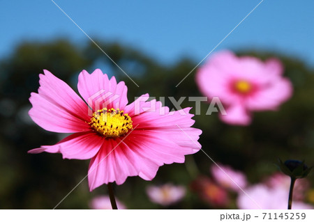 コスモスの花 71145259