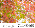 赤色に染まり始めたモミジ 71145465